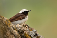 Belorit belohlavy - Oenanthe pleschanka - Pied Wheatear 7889